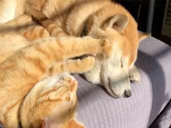 柴犬,YouTube