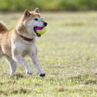 柴犬