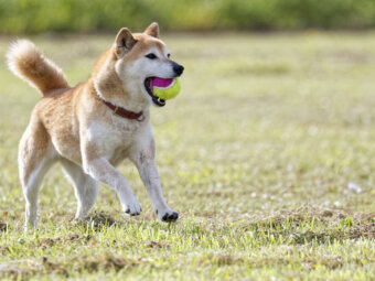 柴犬