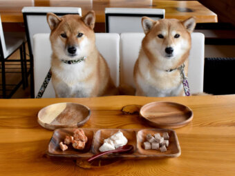 柴犬