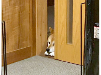 柴犬,Instagram
