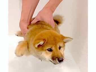 柴犬,Instagram