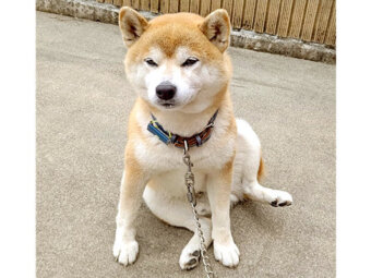 柴犬,Instagram