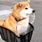 柴犬,動画,イッヌドットライフ