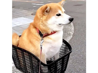 柴犬,動画,イッヌドットライフ
