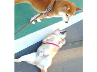 柴犬,YouTube