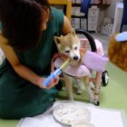 シリンジで食事をする柴犬