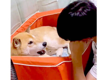 柴犬,Twitter