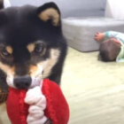 柴犬,動画