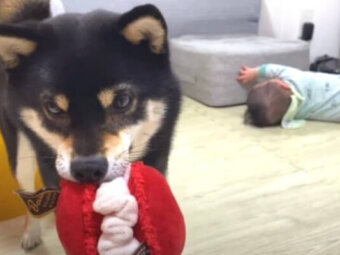 柴犬,動画