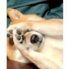柴犬,動画