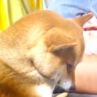 柴犬,動画