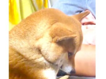 柴犬,動画