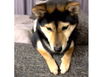 柴犬,動画